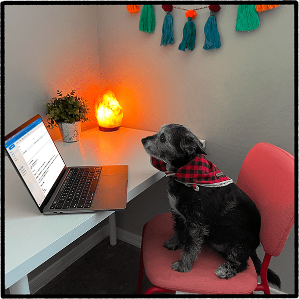 A black dog with a red handkerchief sitting at a desk reading the email